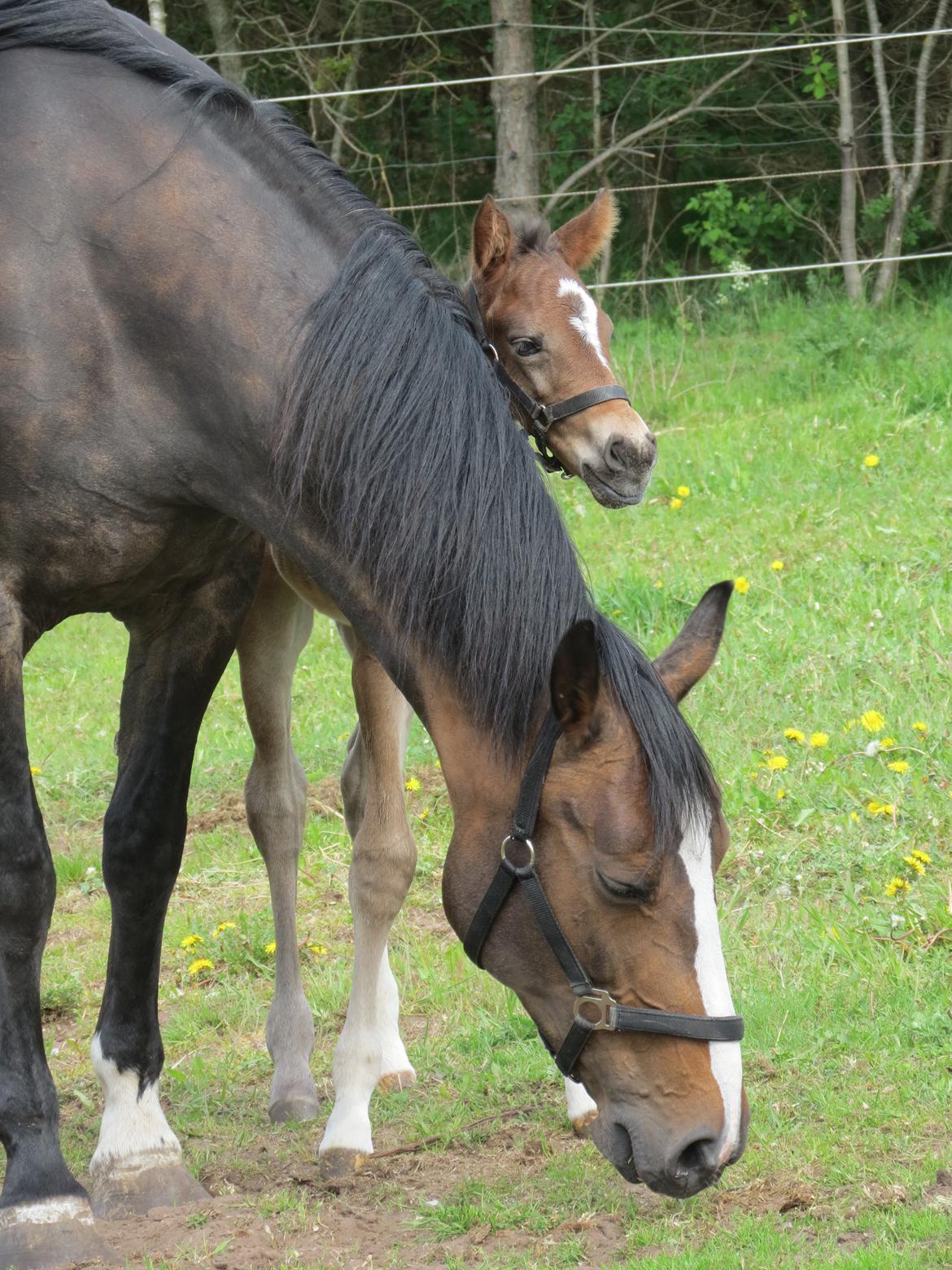 Anden særlig race Albæks Dusty billede 22