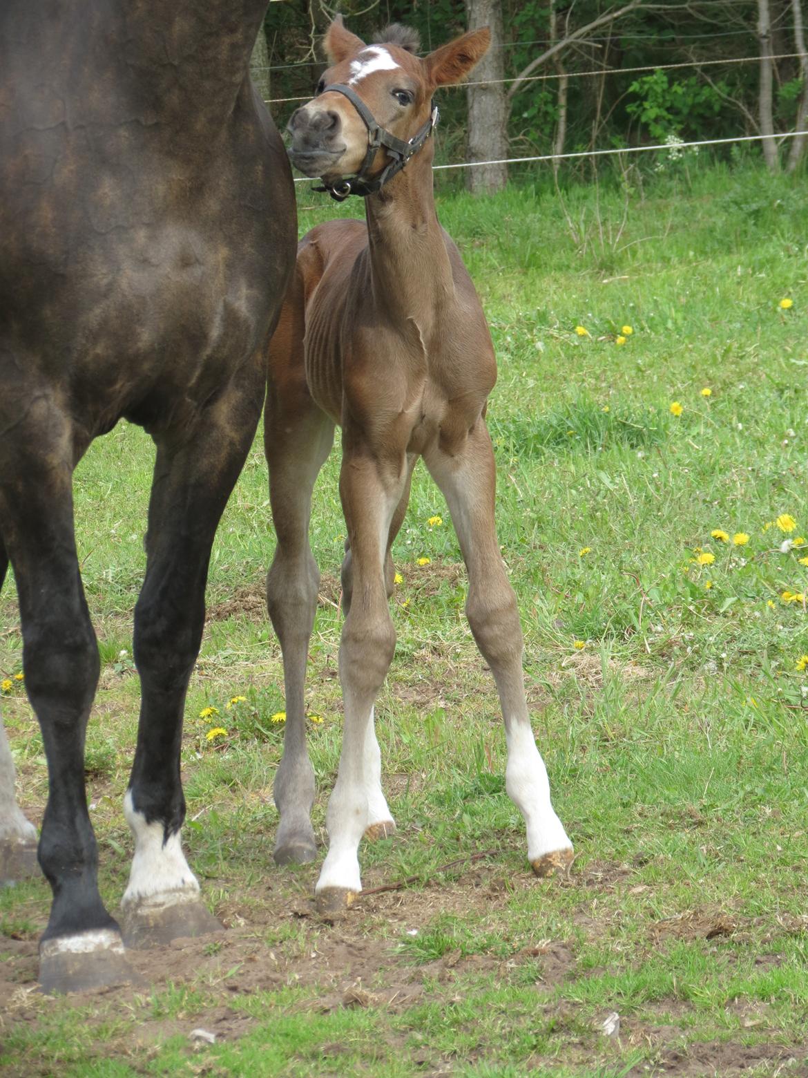 Anden særlig race Albæks Dusty billede 23