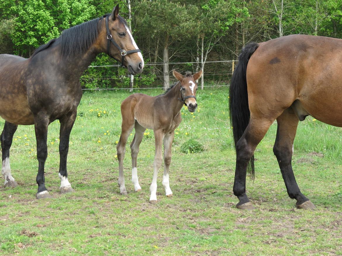 Anden særlig race Albæks Dusty billede 24