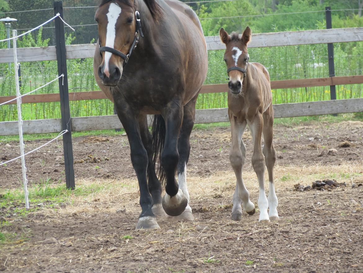 Anden særlig race Albæks Dusty billede 26
