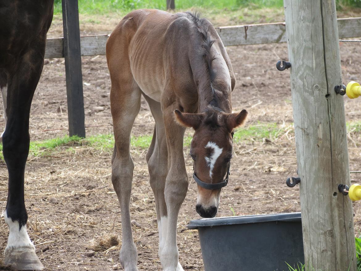 Anden særlig race Albæks Dusty billede 29