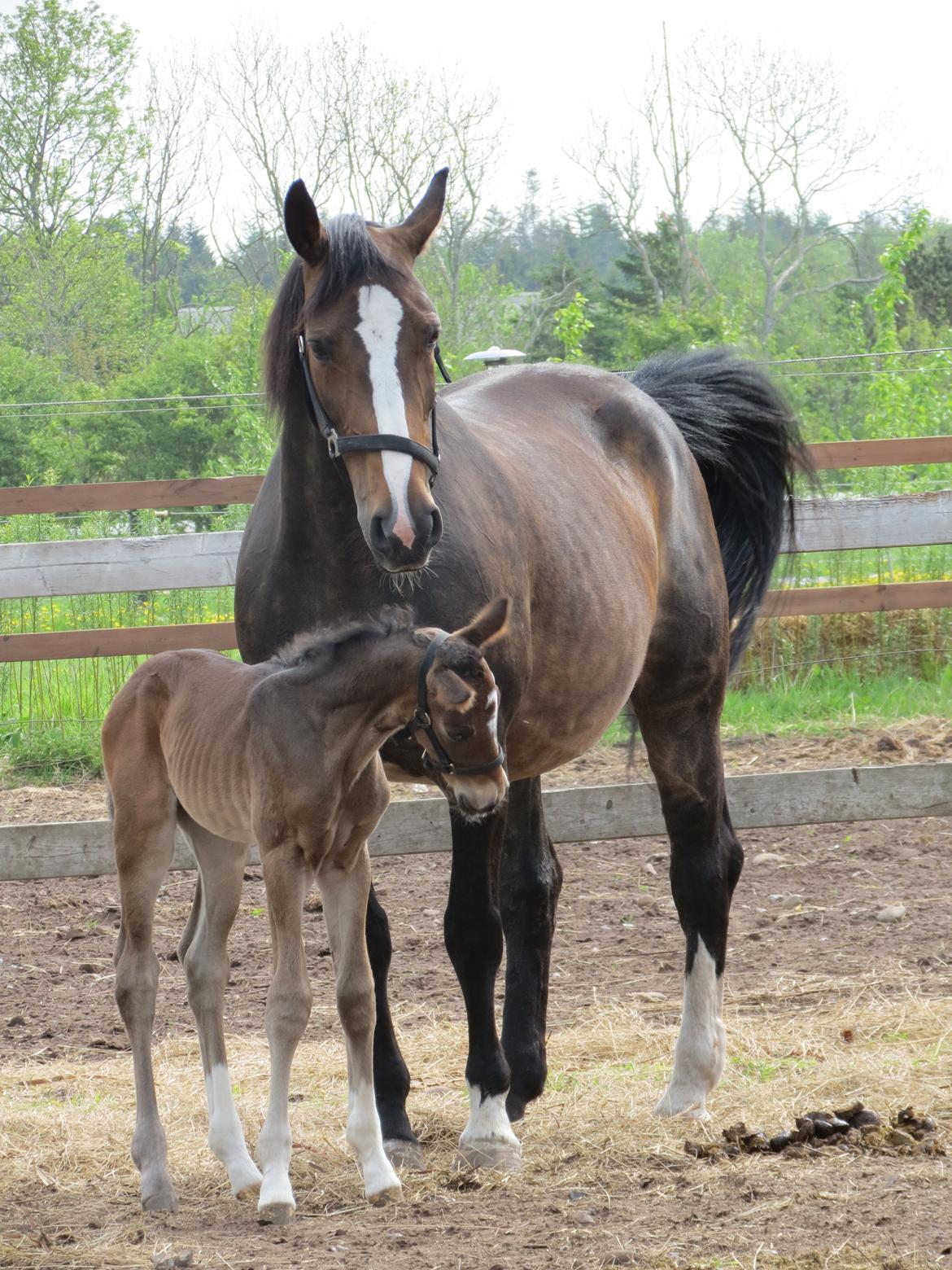 Anden særlig race Albæks Dusty billede 30