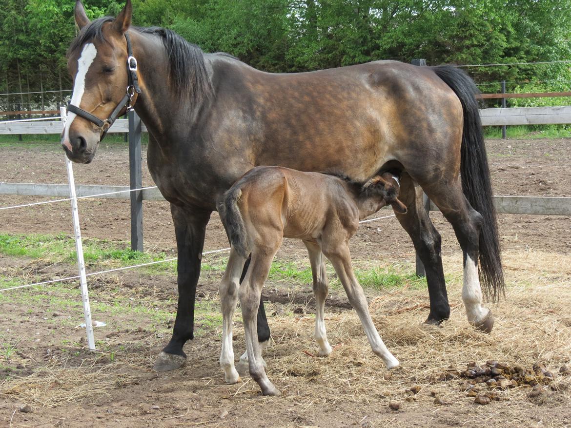 Anden særlig race Albæks Dusty billede 31