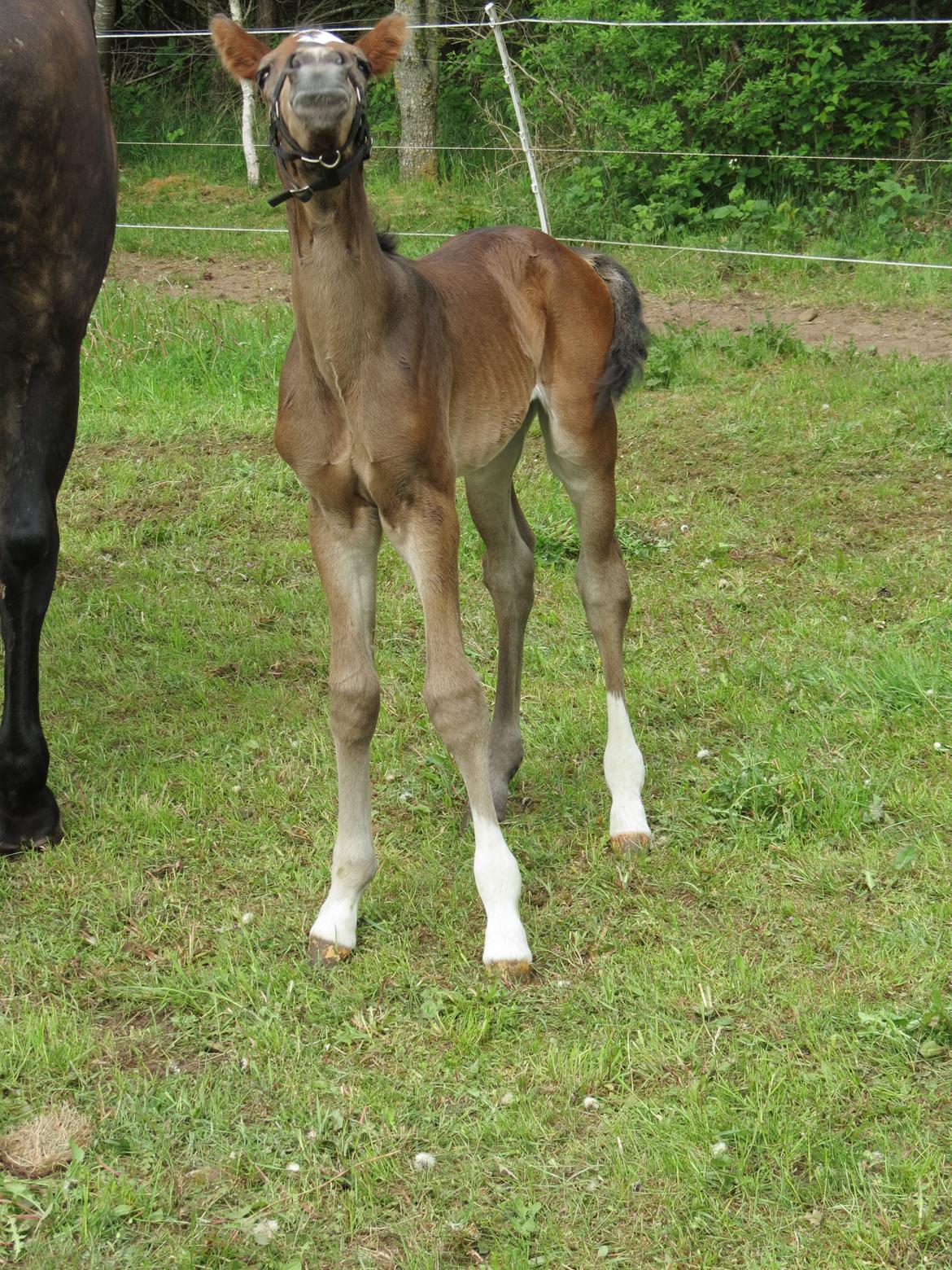 Anden særlig race Albæks Dusty billede 32