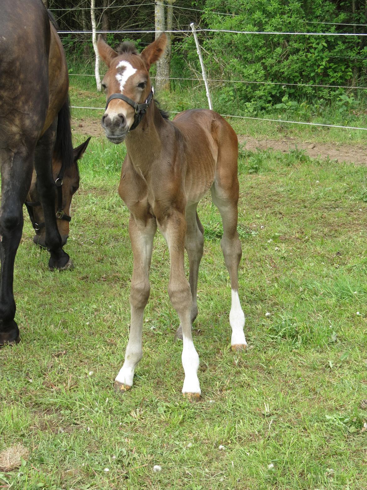 Anden særlig race Albæks Dusty billede 33