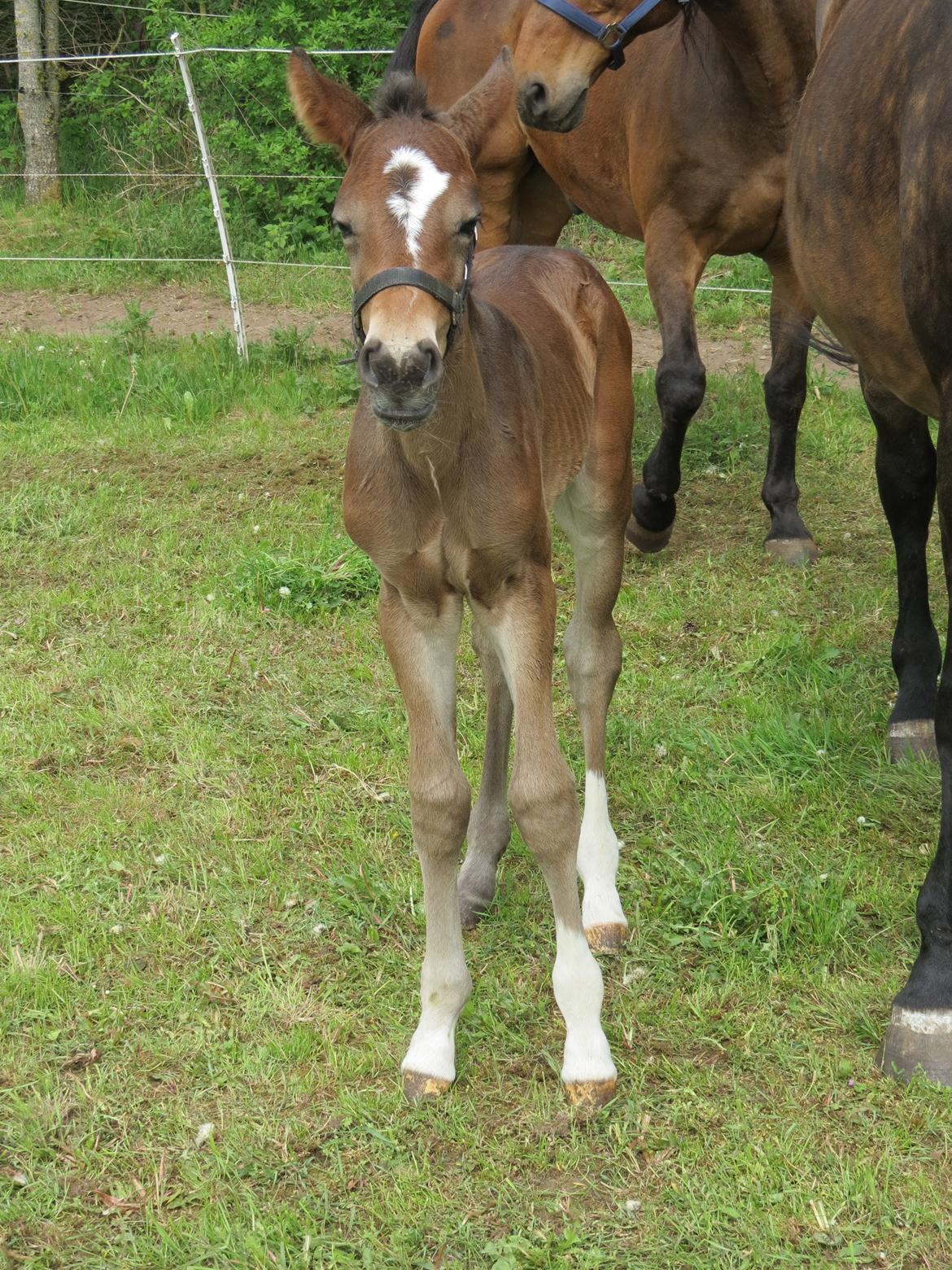 Anden særlig race Albæks Dusty billede 34