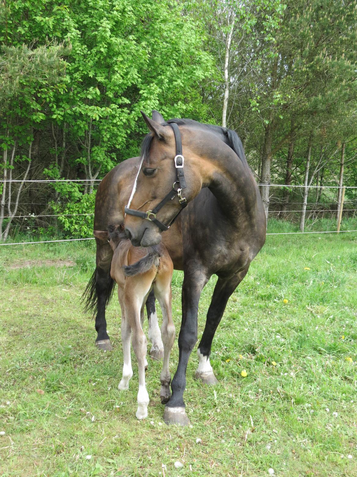 Anden særlig race Albæks Dusty billede 35