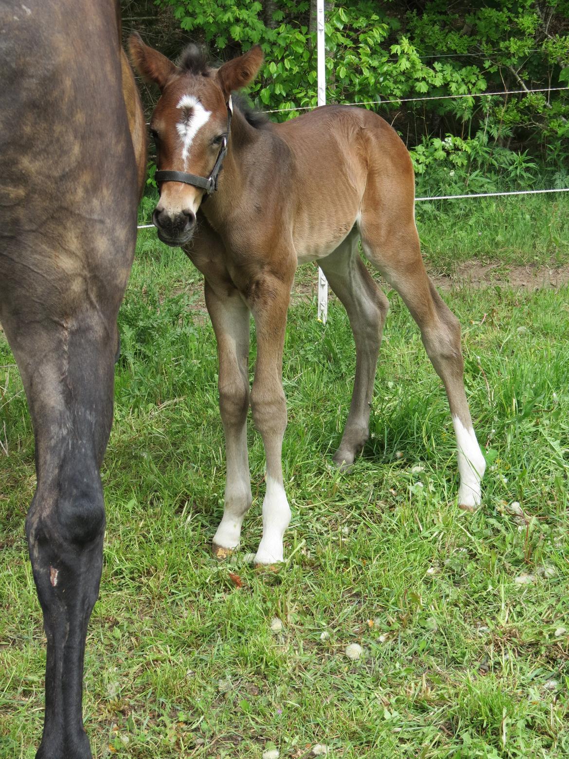Anden særlig race Albæks Dusty billede 36