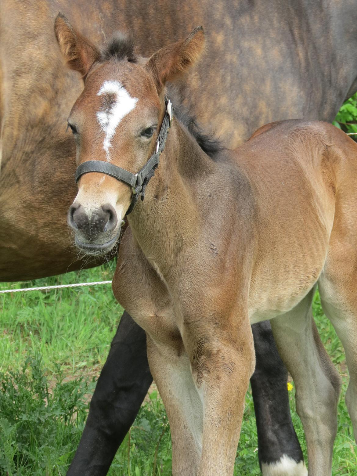 Anden særlig race Albæks Dusty billede 37