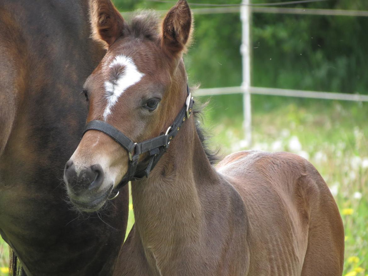 Anden særlig race Albæks Dusty billede 6