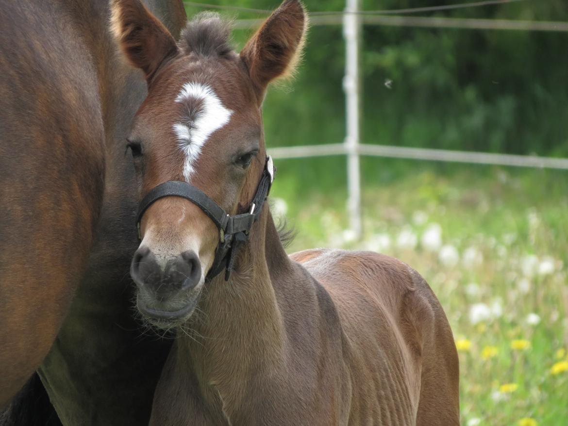 Anden særlig race Albæks Dusty billede 38