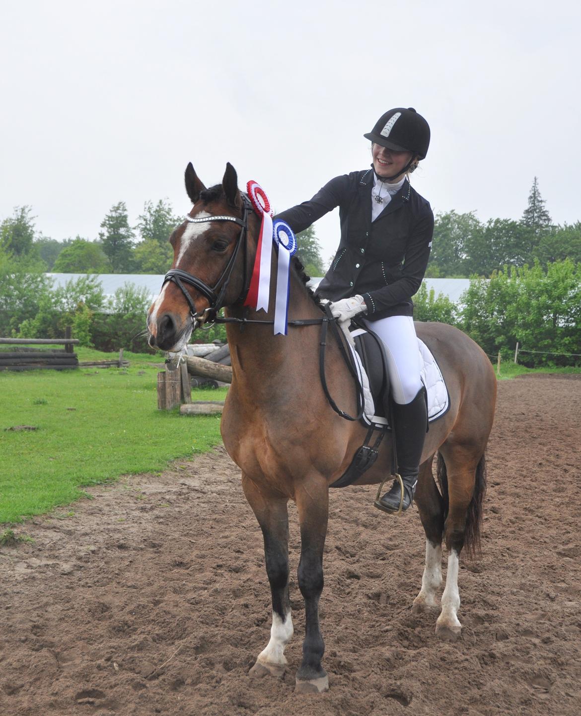 Welsh Cob (sec D) Lindbergs Milton B-PONY billede 7