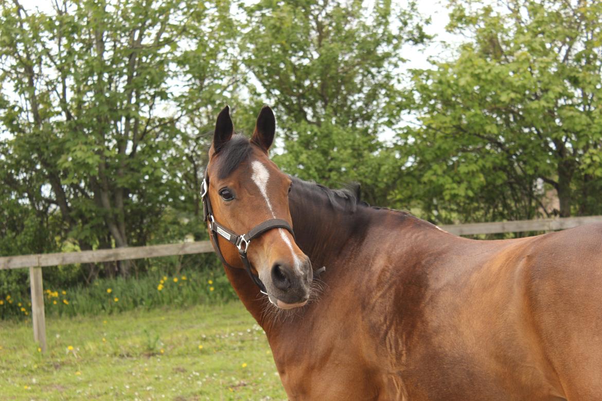 Anden særlig race Ego A Go Go - Smukke pony! billede 13