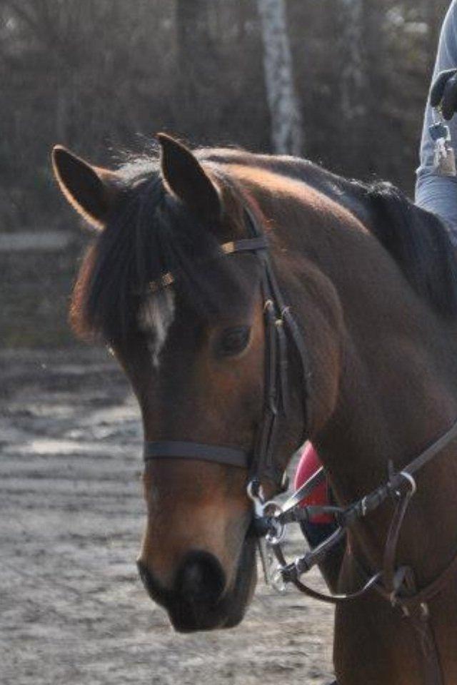 Irsk Sportspony Carlton Flight [Himmelhest] billede 16