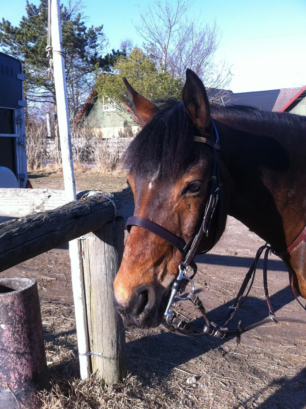 Irsk Sportspony Carlton Flight [Himmelhest] billede 17