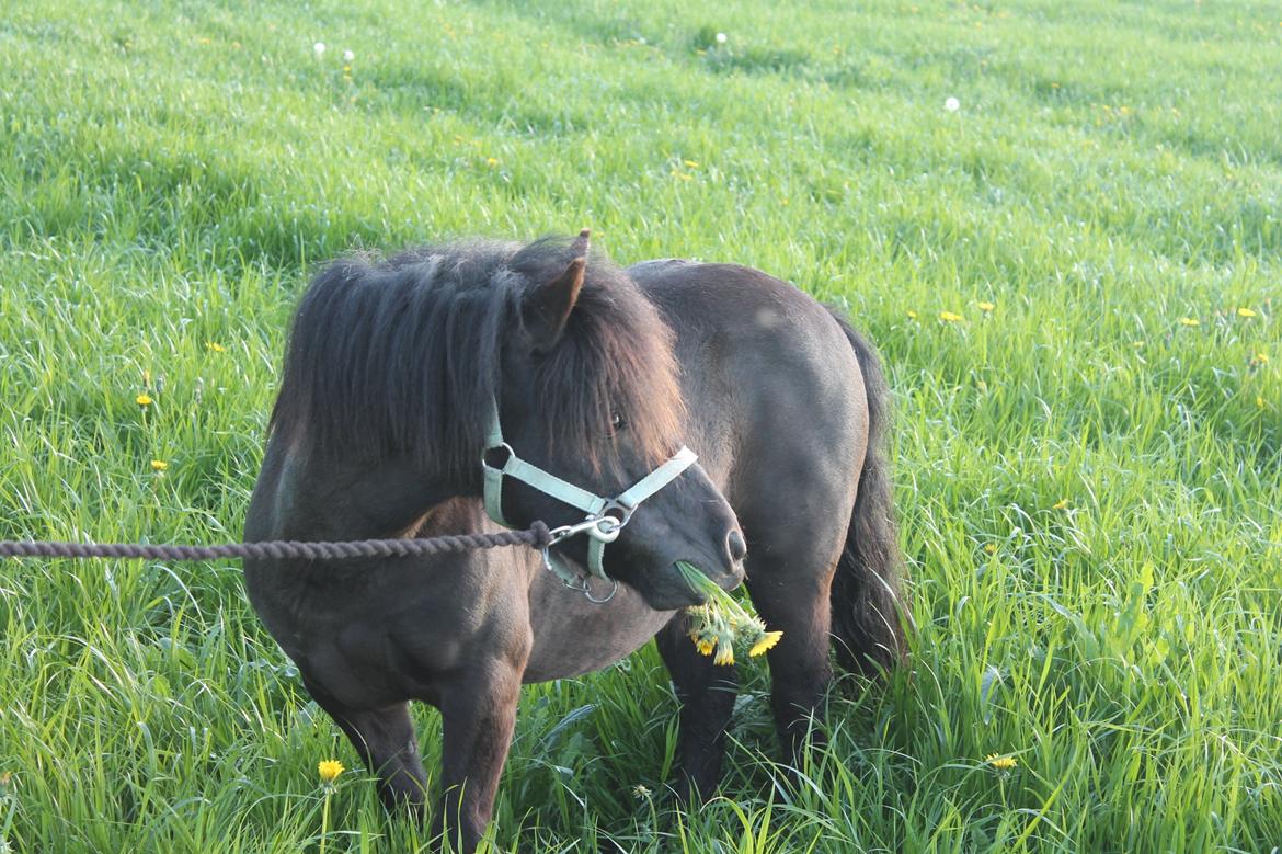 Shetlænder Tasha - Velkommen til Tashas profil.. :-) billede 1