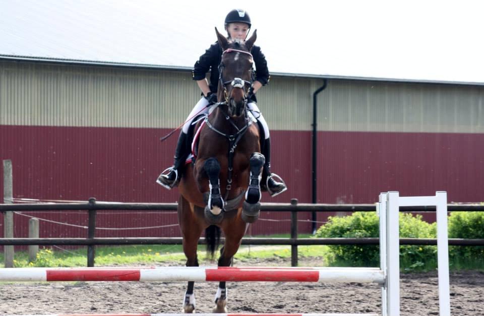 Dansk Varmblod Lillelunds Manja - D-stævne Fladså 25 maj
LD
Foto af: Cille Louise Edelvang  billede 12