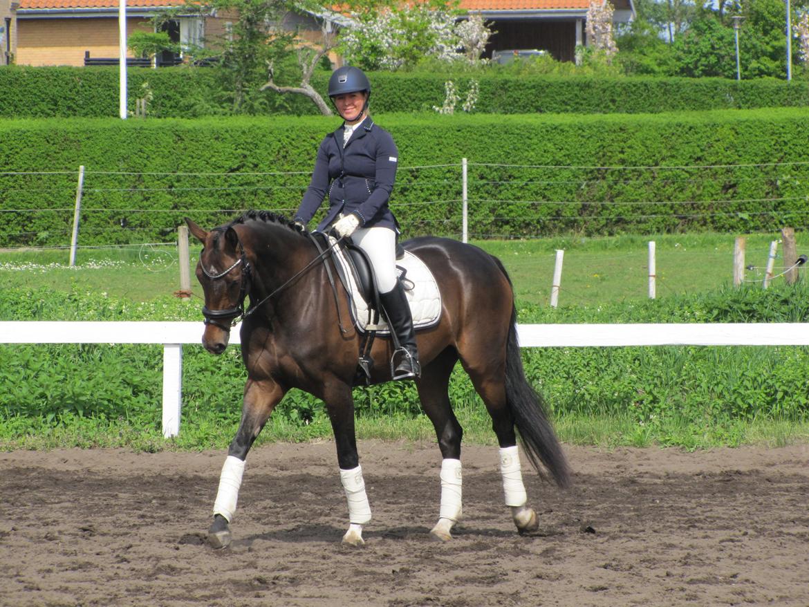 Dansk Varmblod Elmegaard´s Quote Me billede 2