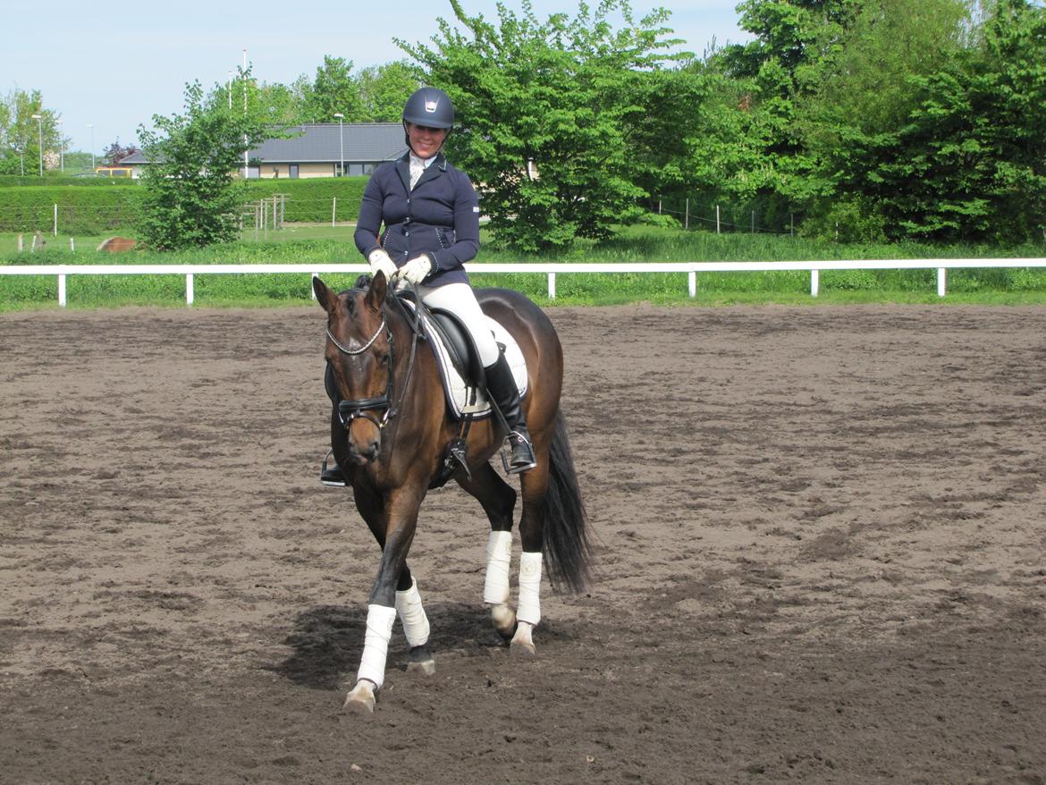 Dansk Varmblod Elmegaard´s Quote Me billede 18