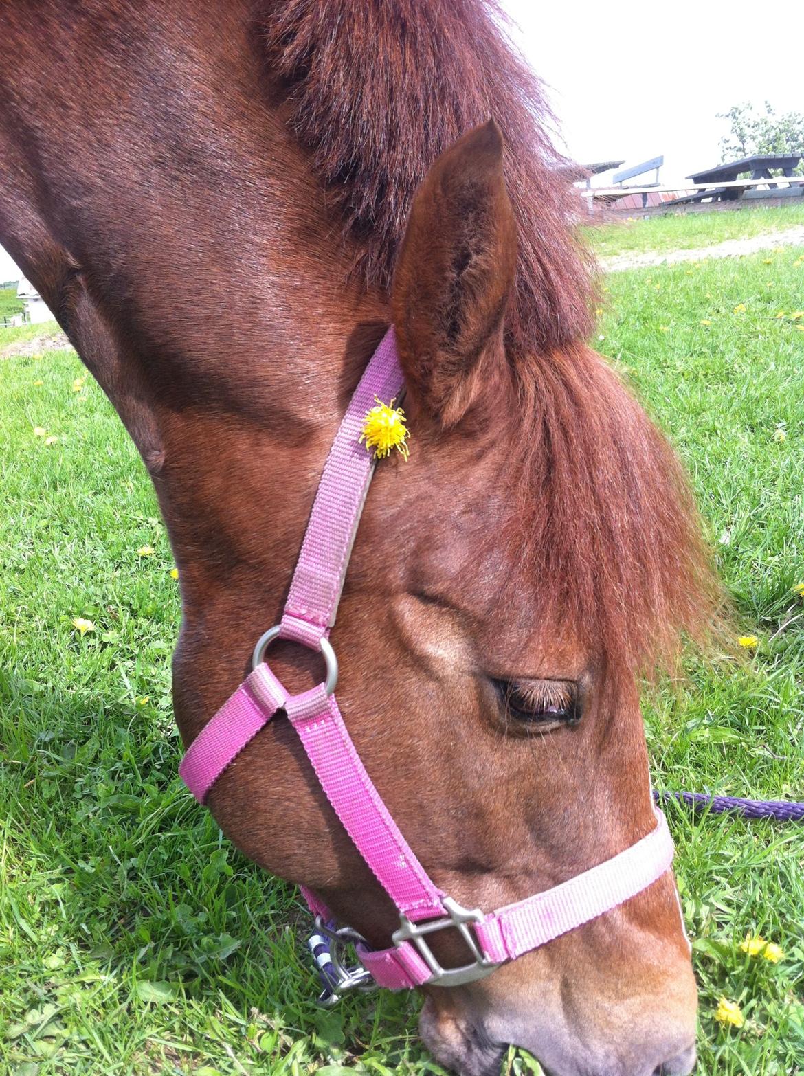 Anden særlig race Papaya billede 19
