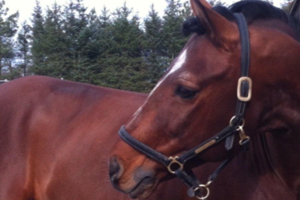 Connemara Hesteklewas Cadot ( B pony) billede 12
