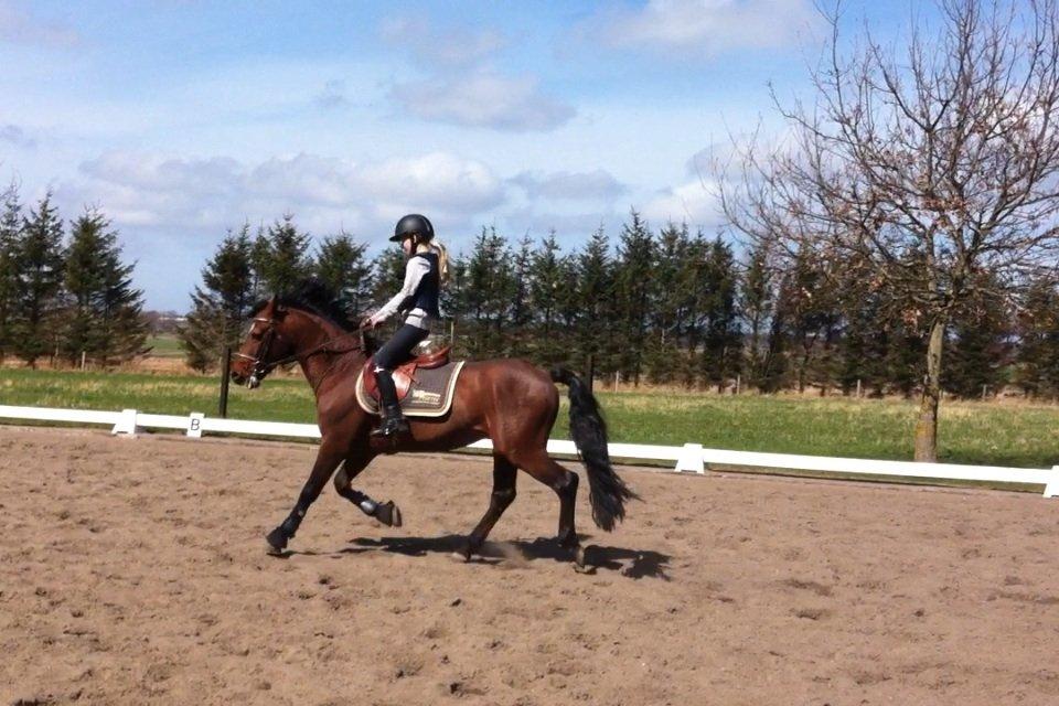 Connemara Hesteklewas Cadot ( B pony) billede 13