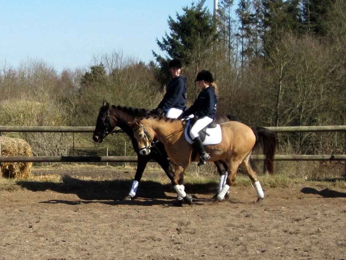 Irsk Sportspony Irish Don - Kvadrille på ANE billede 20