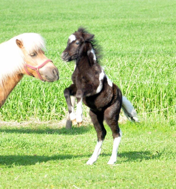 Anden særlig race » Hegnsholts Hopla <3 « - 25.05.2013 - 8 døgn gammel <3 Fuld af energi! billede 15