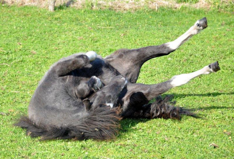 Anden særlig race » Hegnsholts Ziba <3 « R.I.P <3 - 25.05.2013 - Zibsen ruller sig <3 billede 19