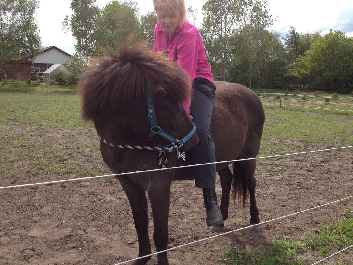 Islænder Kolskör frá Egemose ~ my soulmate <3 billede 2