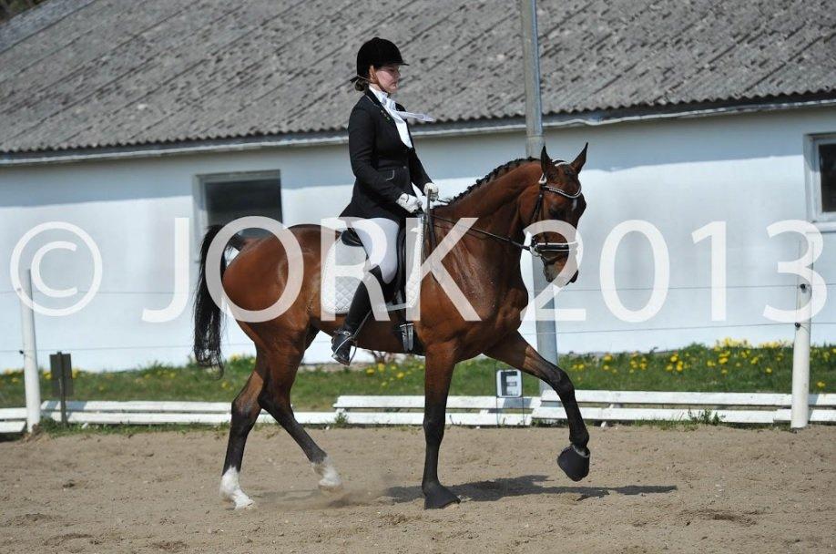 Dansk Varmblod Cato billede 4