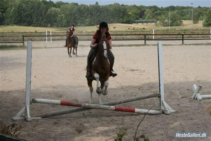 Hollandsk Sportspony Nixon billede 14