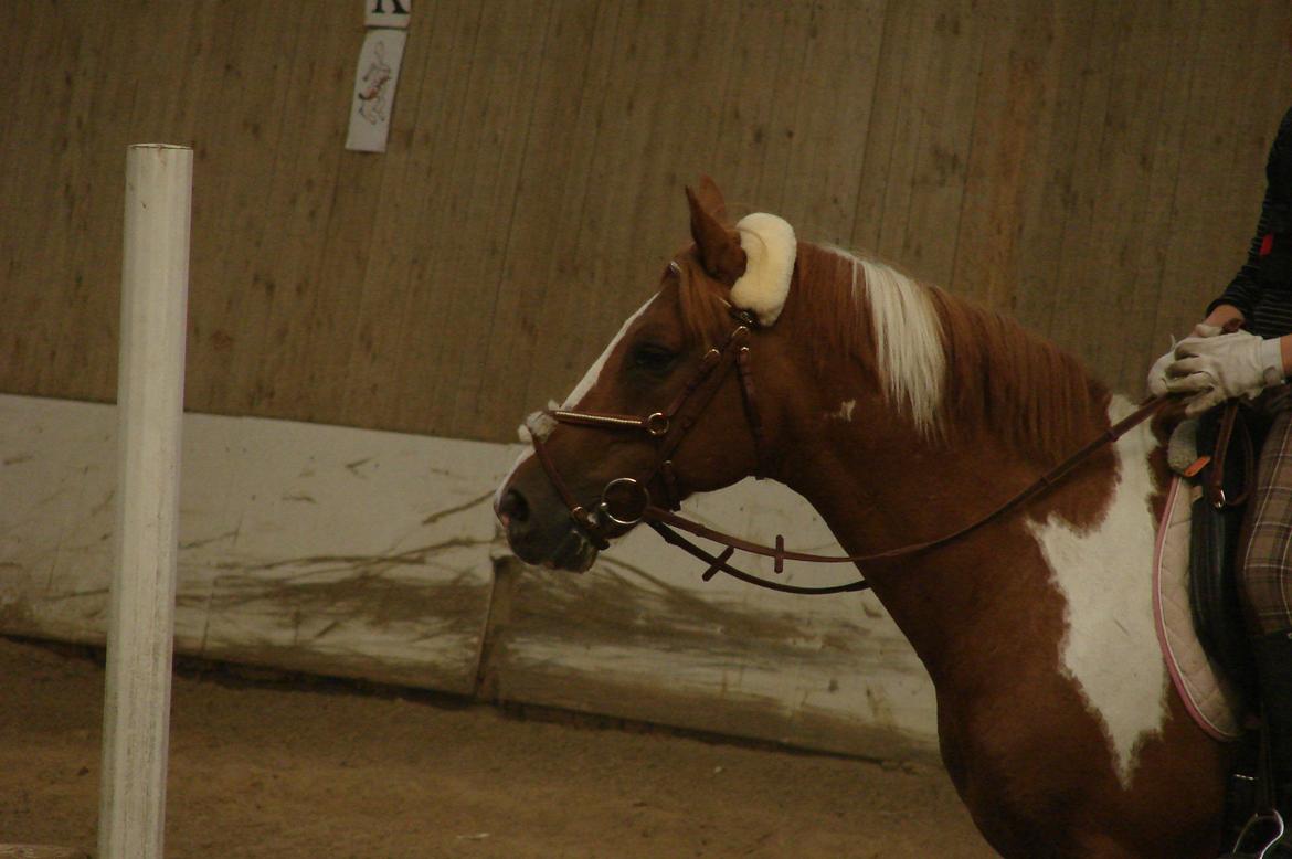 Hollandsk Sportspony Nixon billede 15