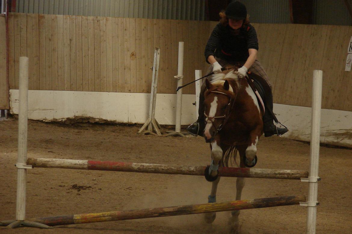 Hollandsk Sportspony Nixon billede 16