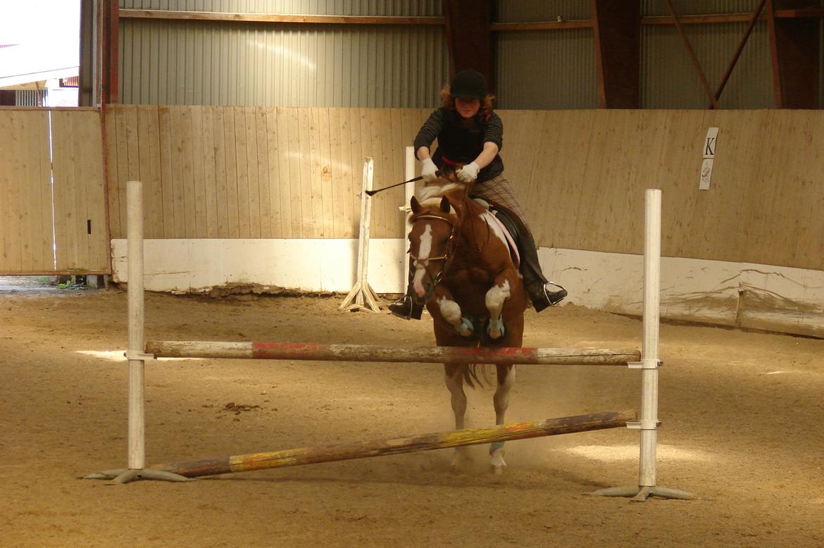 Hollandsk Sportspony Nixon billede 17