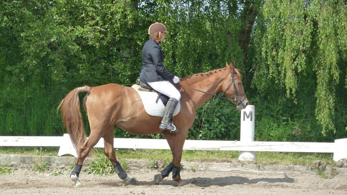Hollandsk Varmblod Menda billede 10