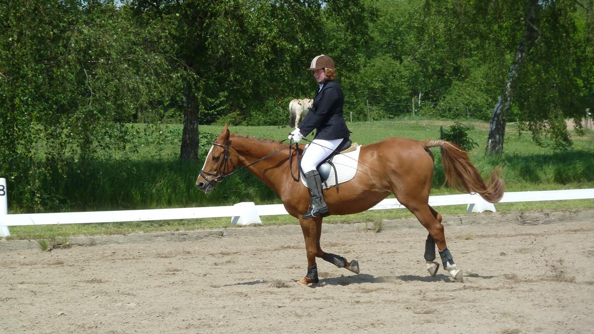 Hollandsk Varmblod Menda billede 11