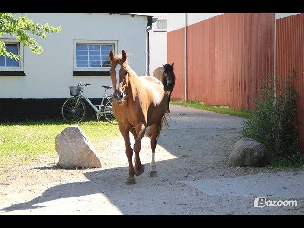 Hollandsk Varmblod Menda billede 19