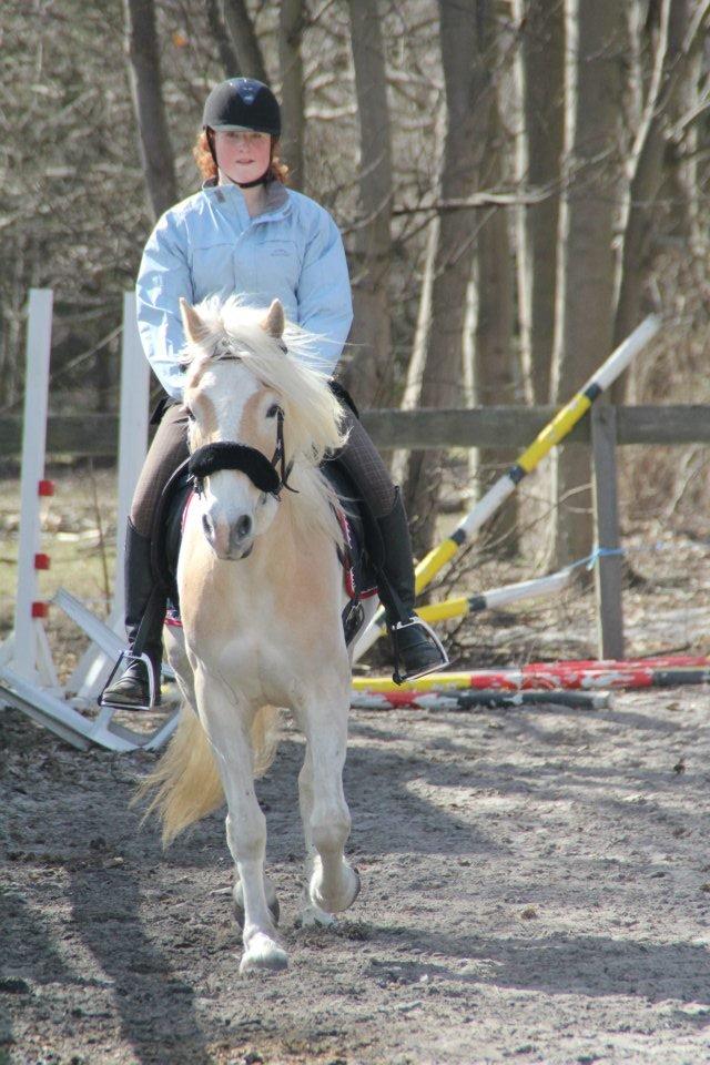 Tyroler Haflinger Anthony's Apollo - Den første gang jeg red ham hjemme. Der er sket meget siden.  billede 3