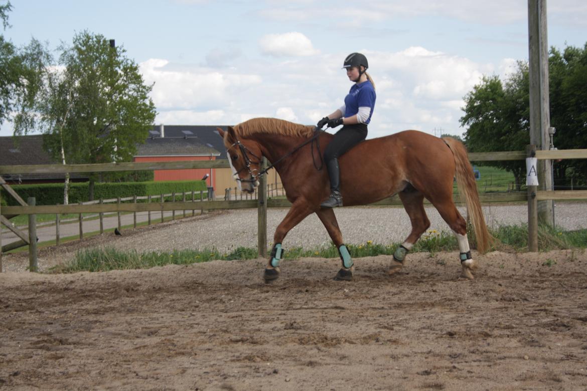 Frederiksborg Østervig frodo - Frodo på Bygholm Forår 2013 billede 16