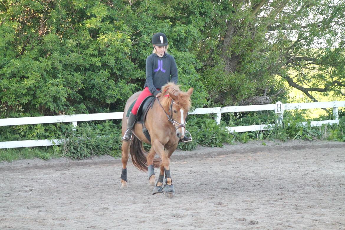 New Forest Engdalens Wendy - min bedste ven <3 - dressur træning ved lille Kathrine d. 25-5-13, hun var perfekt!! <3 Foto: Natasja billede 13