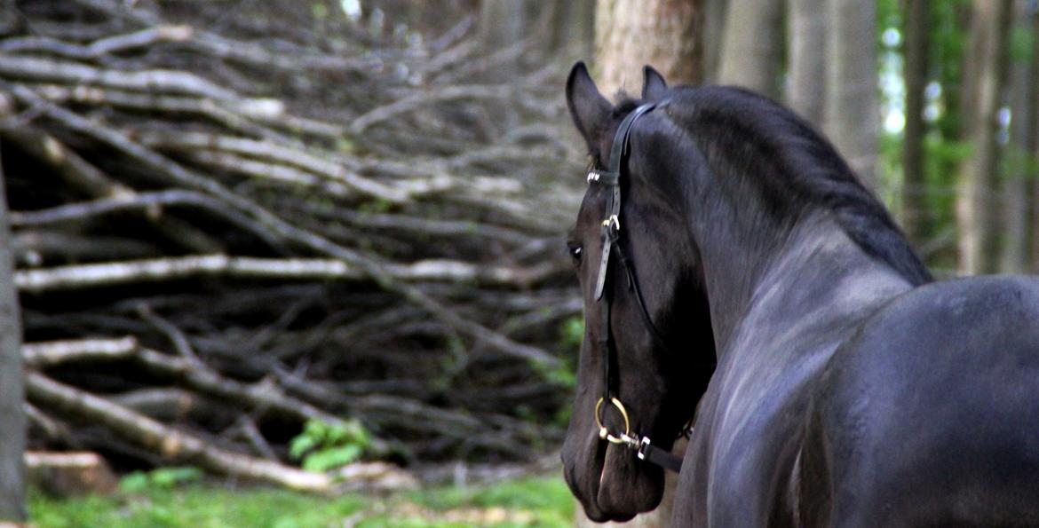 Frieser Max, STER - Maj 2013 billede 17