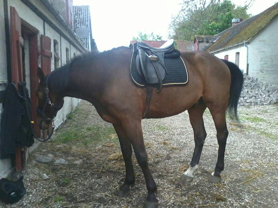 Traver Happy Day Rex (Zulu) - Skatten inden vi skulle på vores første tur!! :-* billede 8