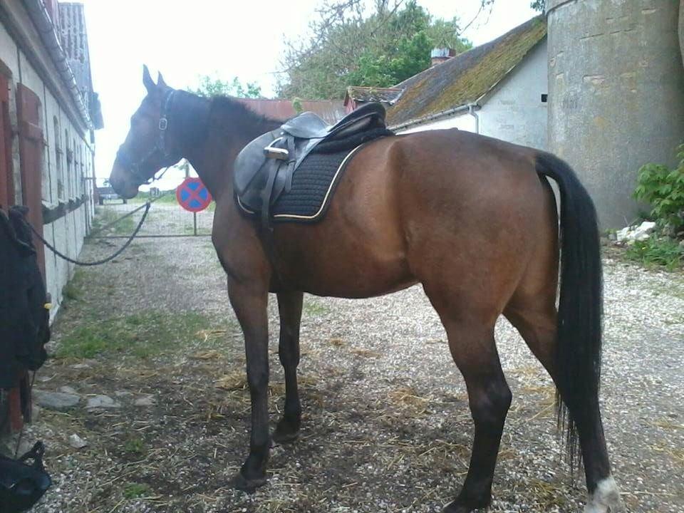 Traver Happy Day Rex (Zulu) - Baby :-* billede 9