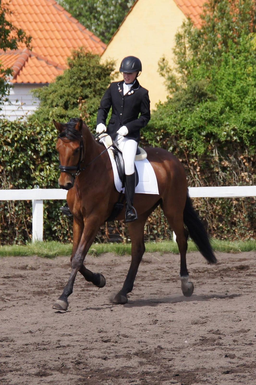 Dansk Varmblod Zaki - Første stævne hvor vi desværre måtte give op pga. at han var stresset... billede 5