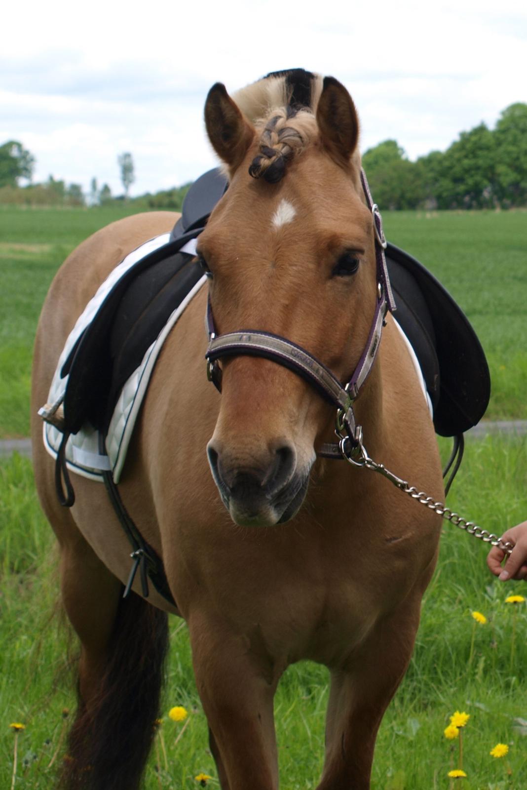 Anden særlig race Lukas - Stævneklar maj 2013 billede 1