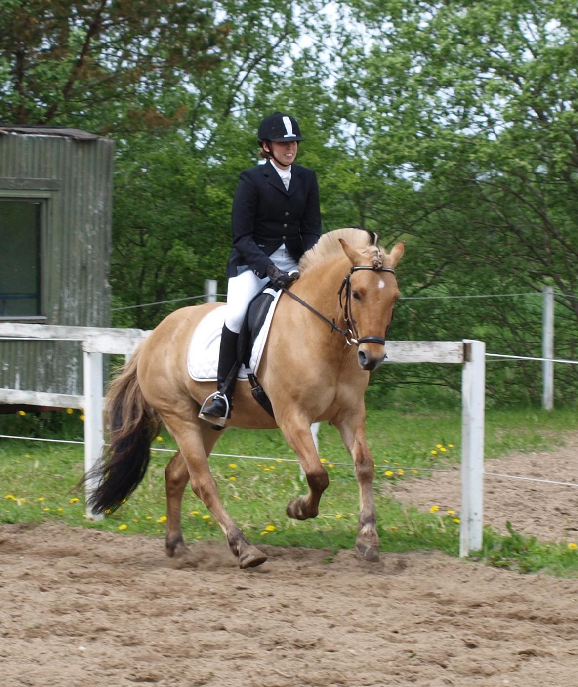 Anden særlig race Lukas - Opvarmning til Lc3, Maj 2013 billede 2