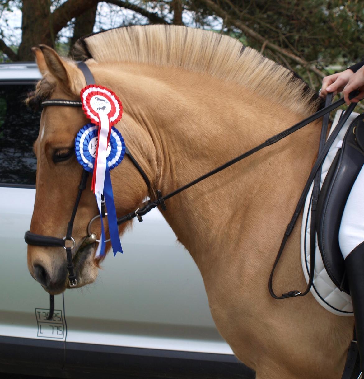 Anden særlig race Lukas - førsteplads i Lc1 og andenplads i Lc3. Stolt rytter! billede 9