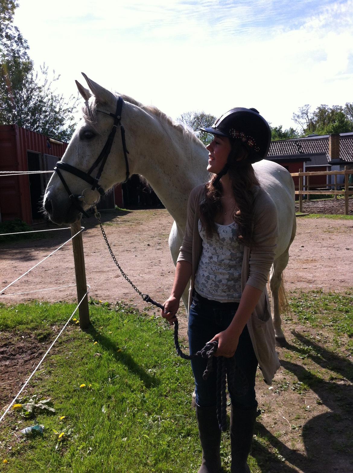 Andalusier Django billede 15