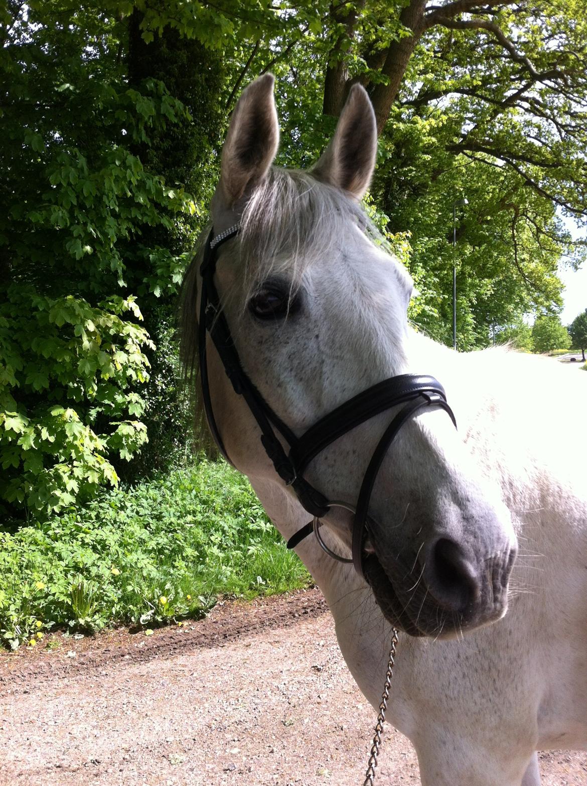 Andalusier Django billede 16